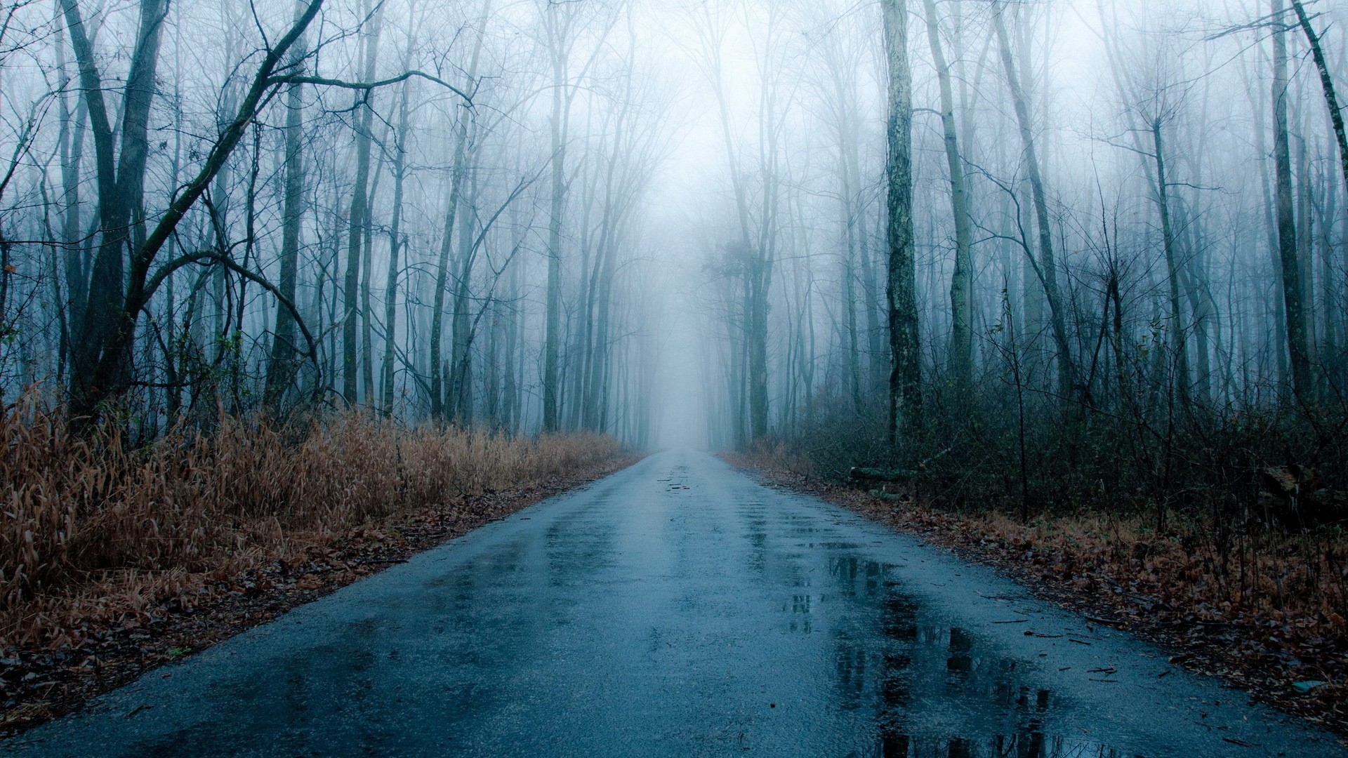 Foggy Rainy Road Bare Forest Winter Fog Rain Wallpaper HD 1920 1080 